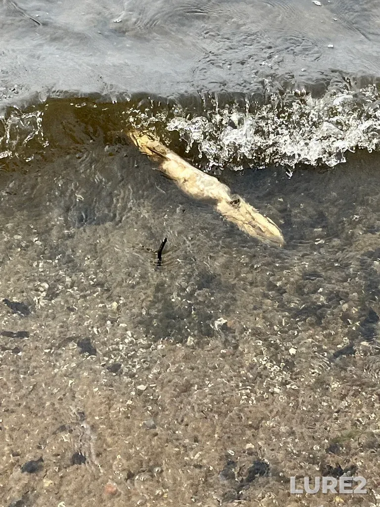 Pike — Mississippi Lake, Jul 01, 2023, 10:13 AM