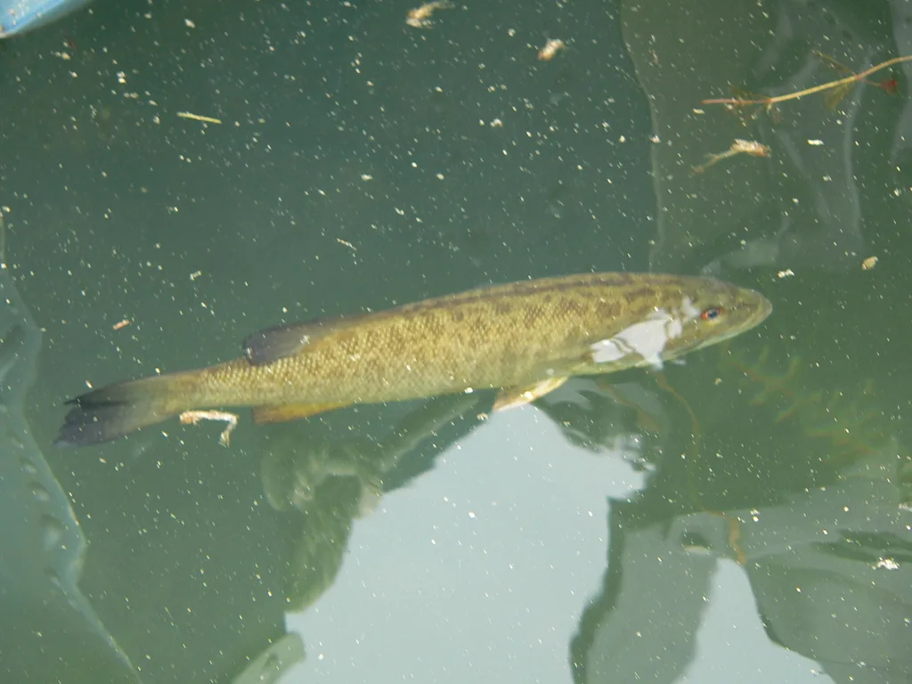 Smallmouth bass — Lake Huron, Jun 30, 2023