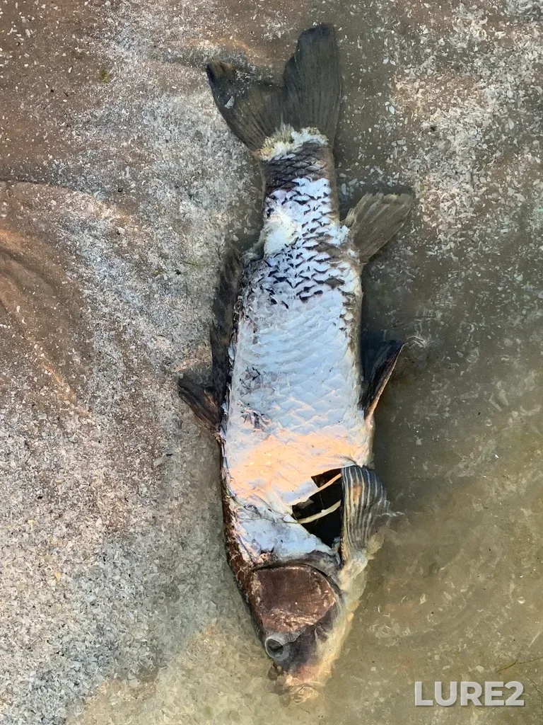 Carp — Outlet River, Jul 03, 2023, 8:16 PM