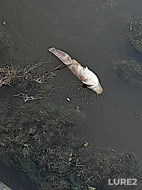 Wels catfish — Moskva, Jul 04, 2023, 4:29 AM