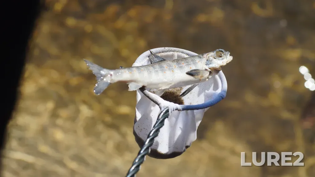 Brown trout — Nizhnyaya Luvenga, Jun 25, 2023, 2:21 PM