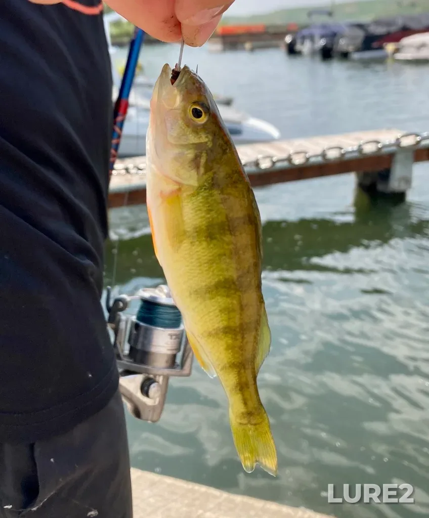 Yellow perch — Elkwater Lake, Jul 06, 2023, 3:11 PM