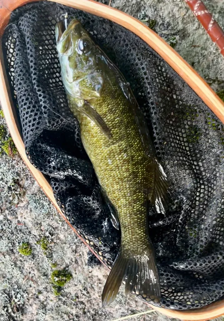 Smallmouth bass — Fancy Lake, Jul 6, 2023