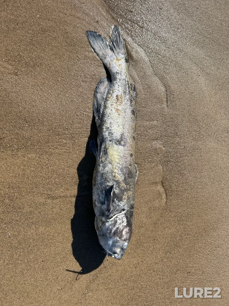 Channel catfish — Lake Huron, Jul 07, 2023, 10:36 AM