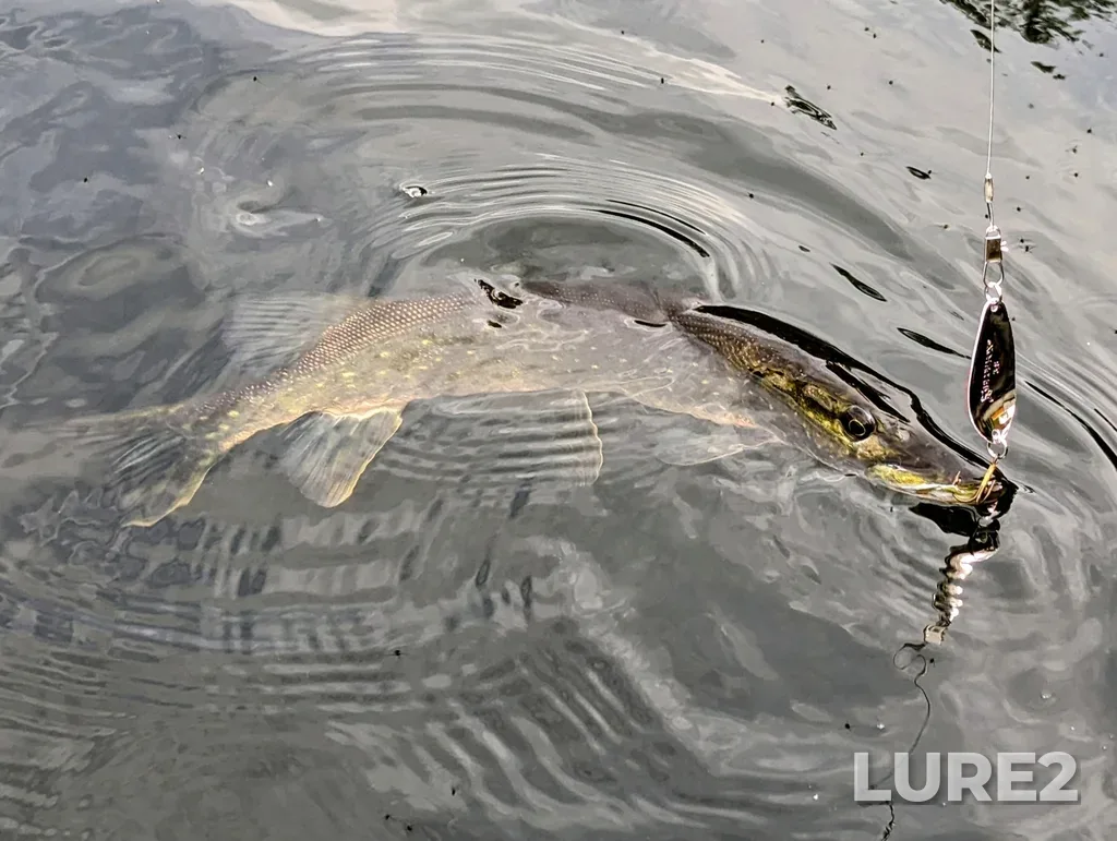Pike — Lac Nantel, Jul 07, 2023, 2:33 PM