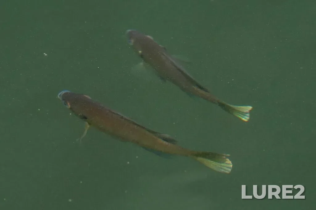 Bluegill — Cataraqui River, Jul 05, 2023, 3:30 PM