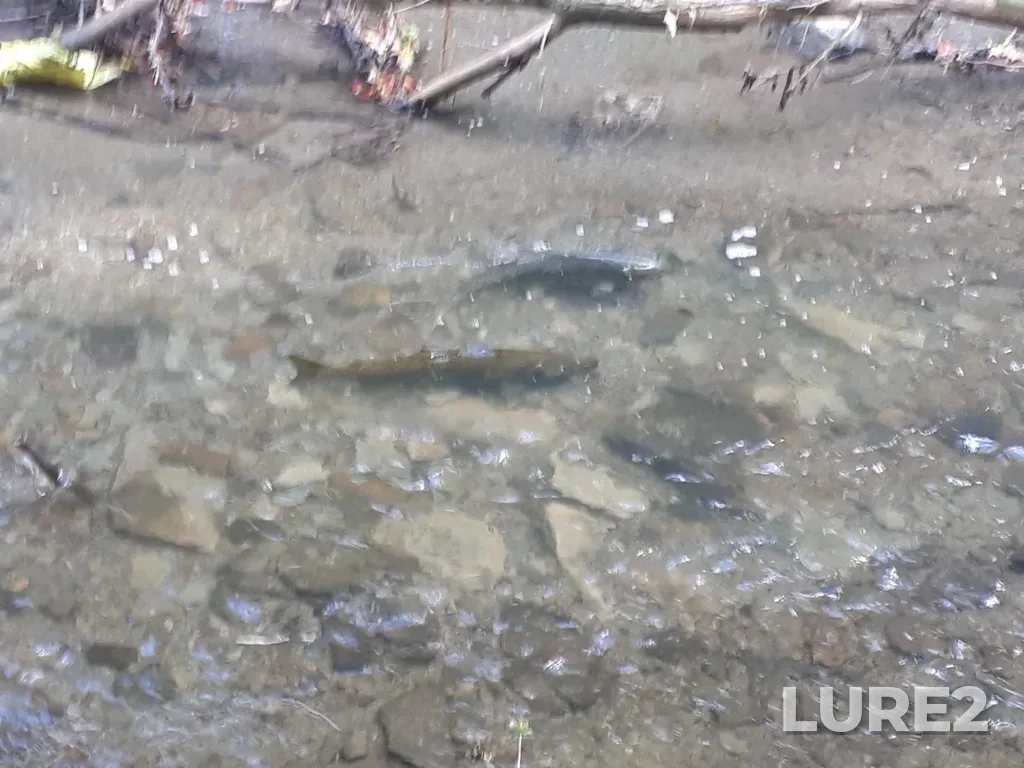 Chinook salmon — Credit River, Sep 29, 2018, 4:45 PM
