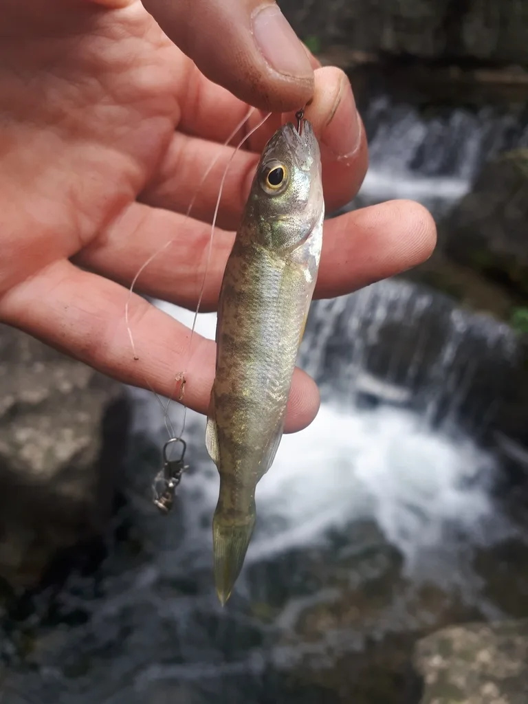 Yellow perch — Mimico Creek, Oct 1, 2018