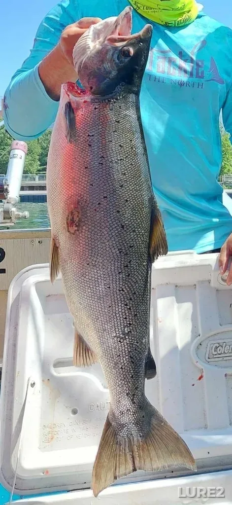 Atlantic salmon — St. Marys River, Jul 06, 2023, 10:42 AM