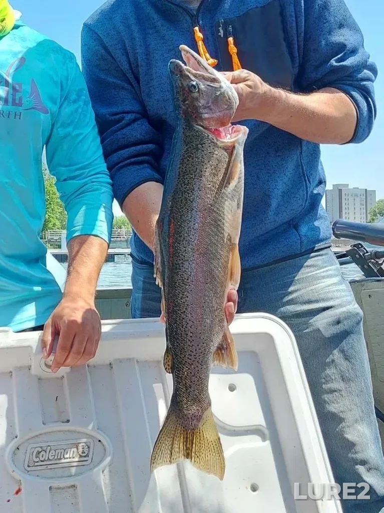 Rainbow trout — St. Marys River, Jul 06, 2023, 11:05 AM