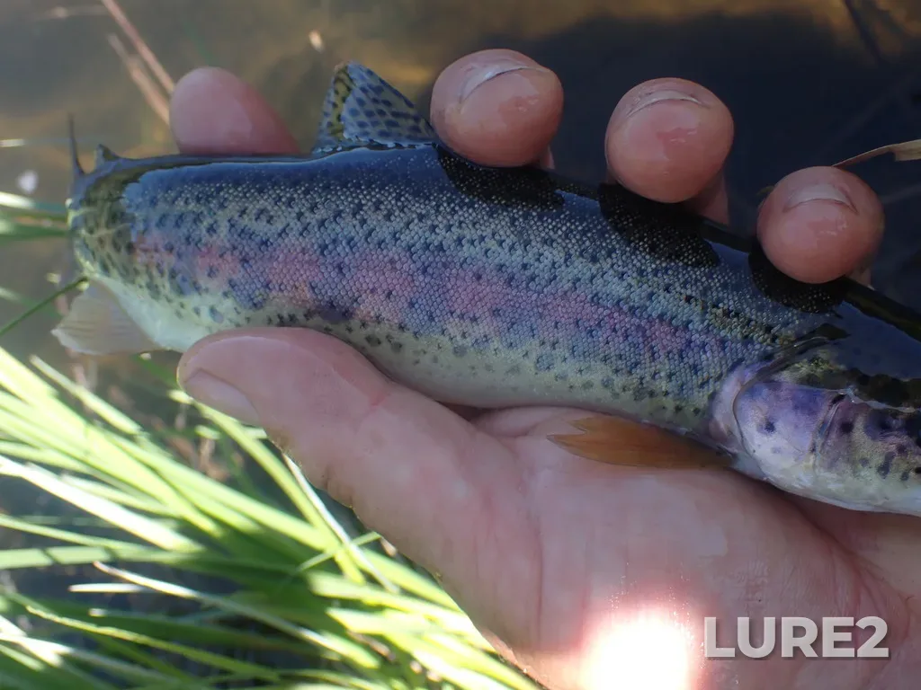 Rainbow trout — McKenzie Lake, Jul 02, 2023, 12:31 PM