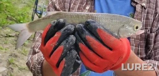 Goldeye — Assiniboine River, Jul 08, 2023