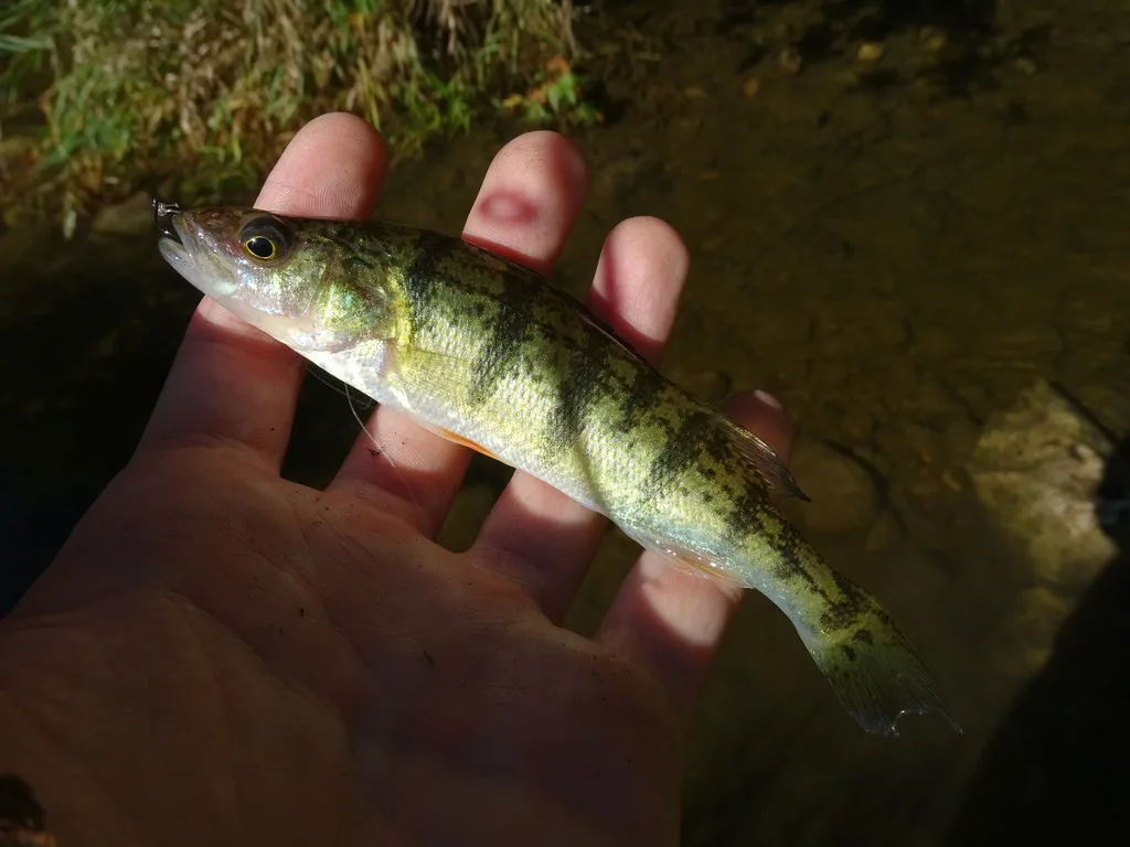 Yellow perch — Speed River, Oct 4, 2018