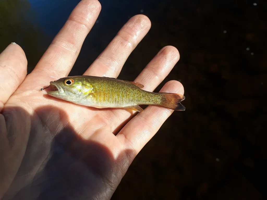 Smallmouth bass — Eramosa River, Oct 4, 2018