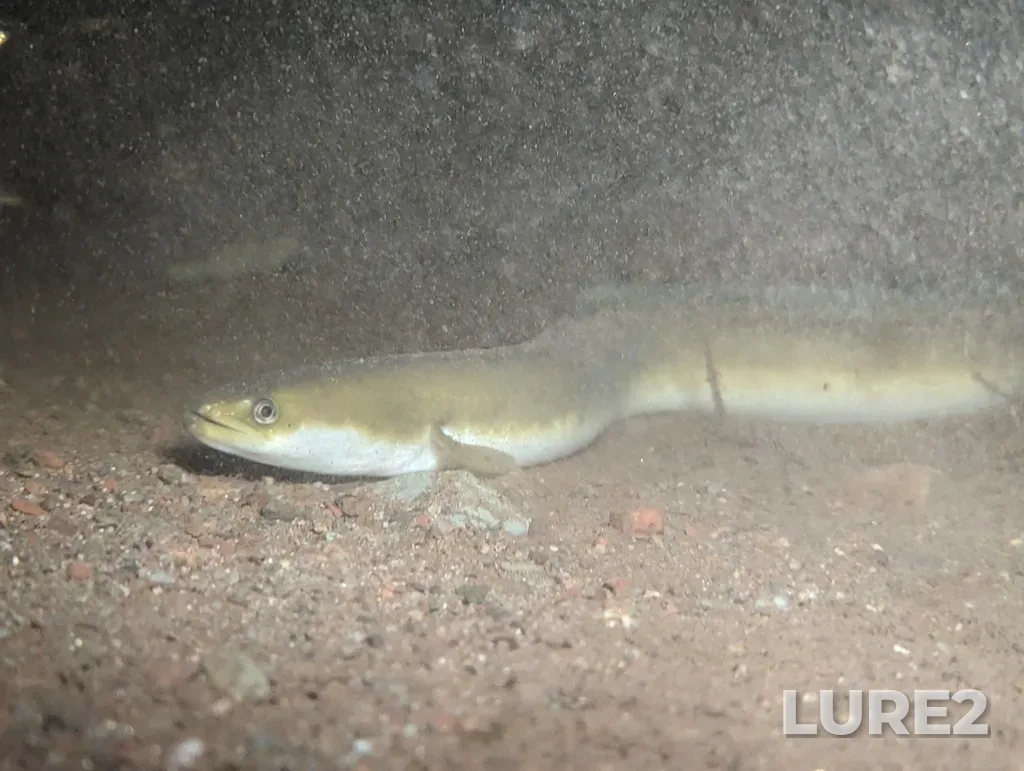 European eel — Hammond River, Jul 10, 2023, 11:18 PM