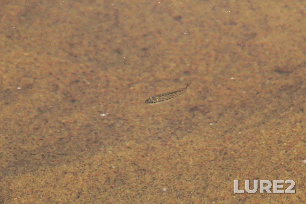 Largemouth bass — North Branch Muskoka River, Jul 12, 2023, 8:23 AM