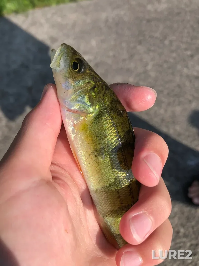 Yellow perch — Trent River, Jul 14, 2023, 5:36 PM