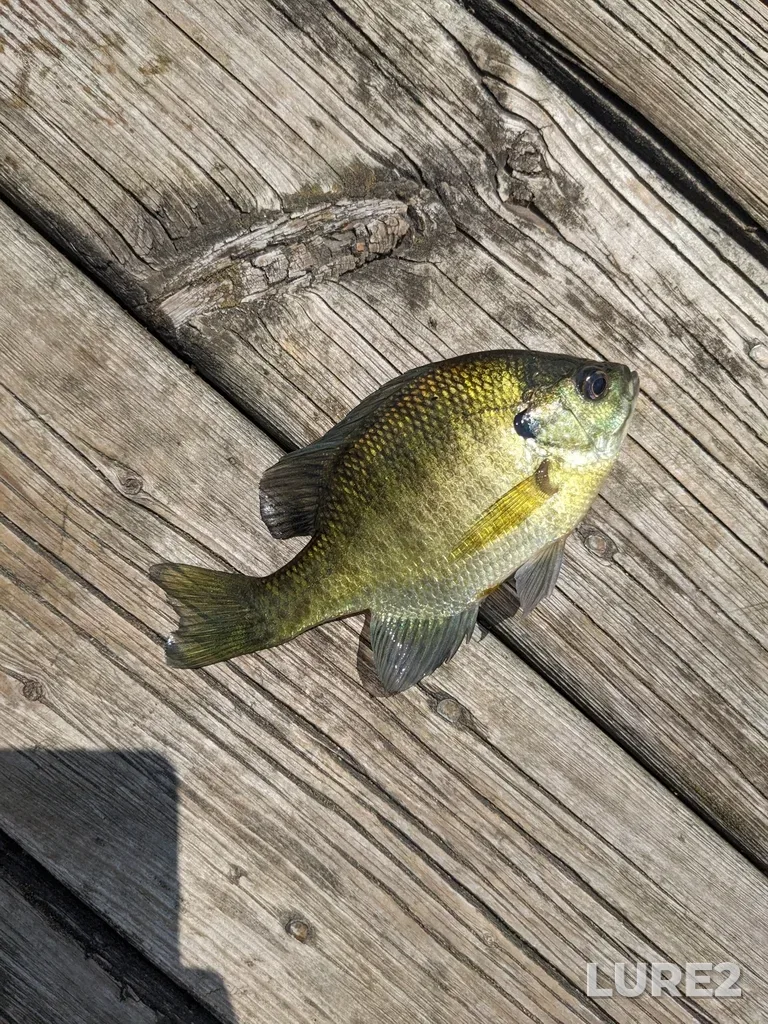 Bluegill — Valens Reservoir, Jul 14, 2023, 12:37 PM
