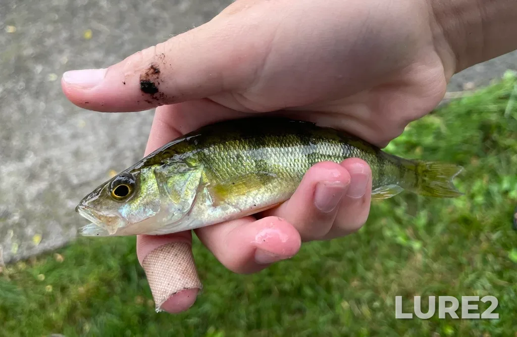 Yellow perch — Trent River, Jul 15, 2023, 6:14 PM