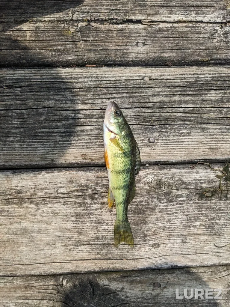 Yellow perch — Valens Reservoir, Jul 16, 2023, 12:27 PM