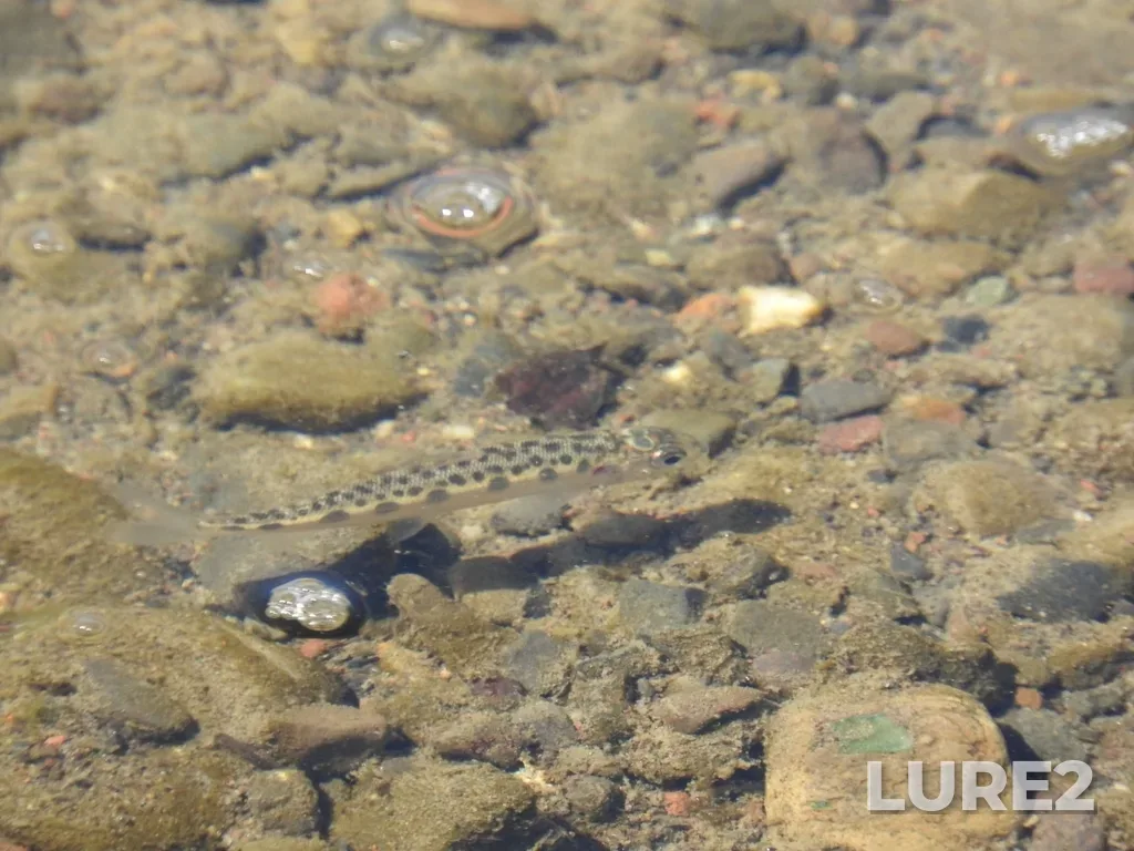 Mountain whitefish — Thompson River, Jul 16, 2023, 3:17 PM