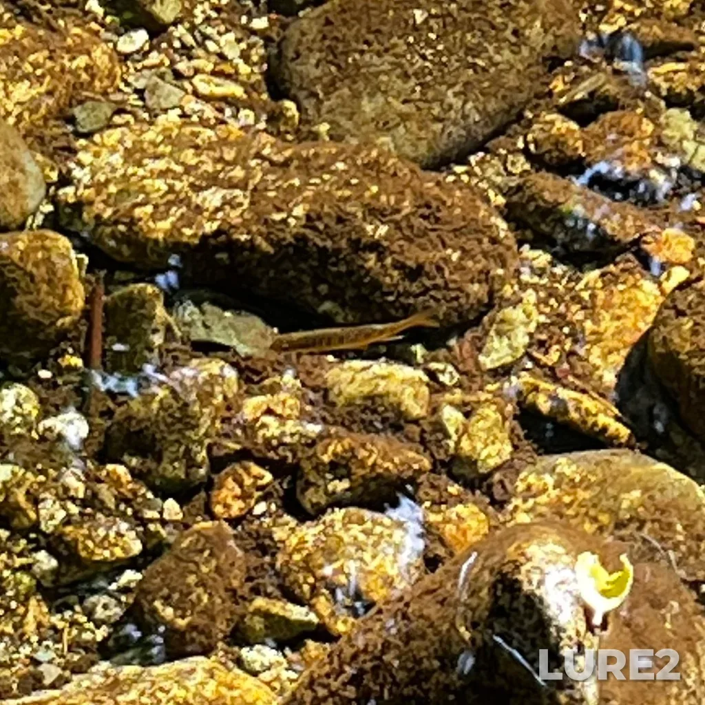 Coho salmon — Pender Harbour, Jul 16, 2023, 5:21 PM