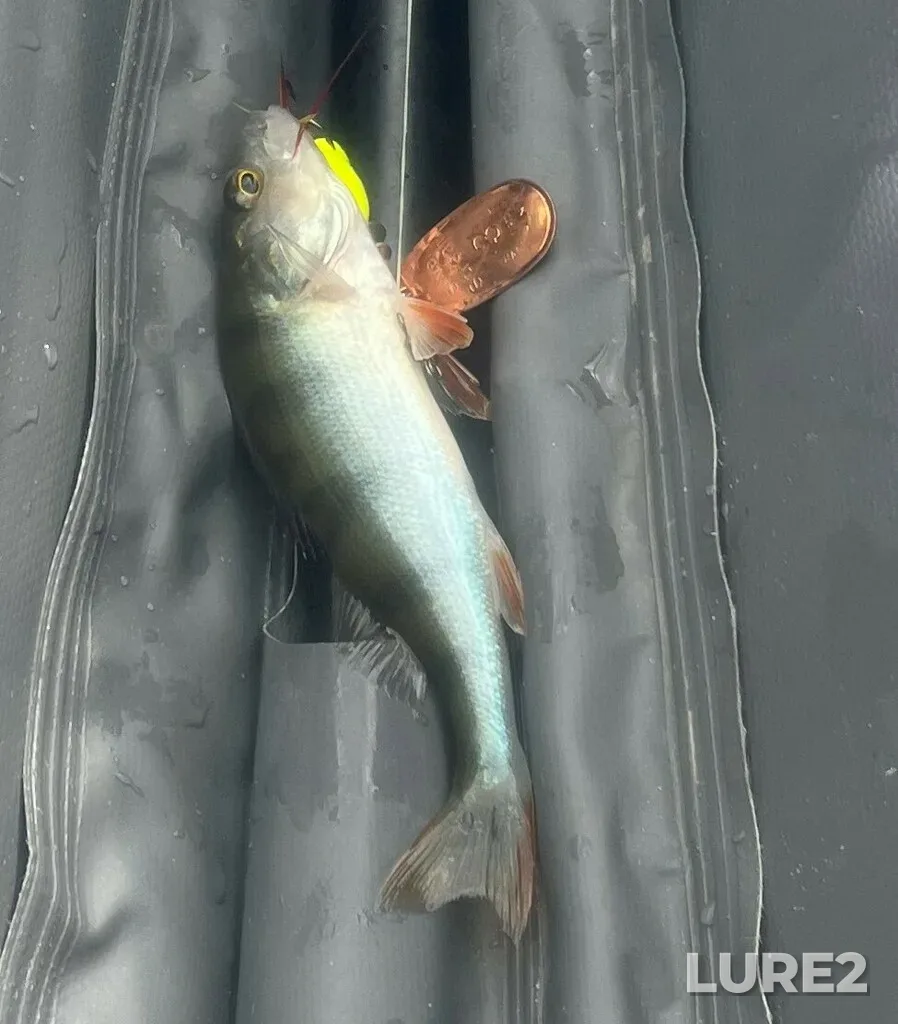 Perch — Krugloye, Jul 16, 2023, 2:39 PM