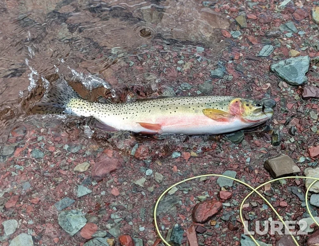 Cutthroat trout — Crypt Lake, Jul 17, 2023, 12:12 PM