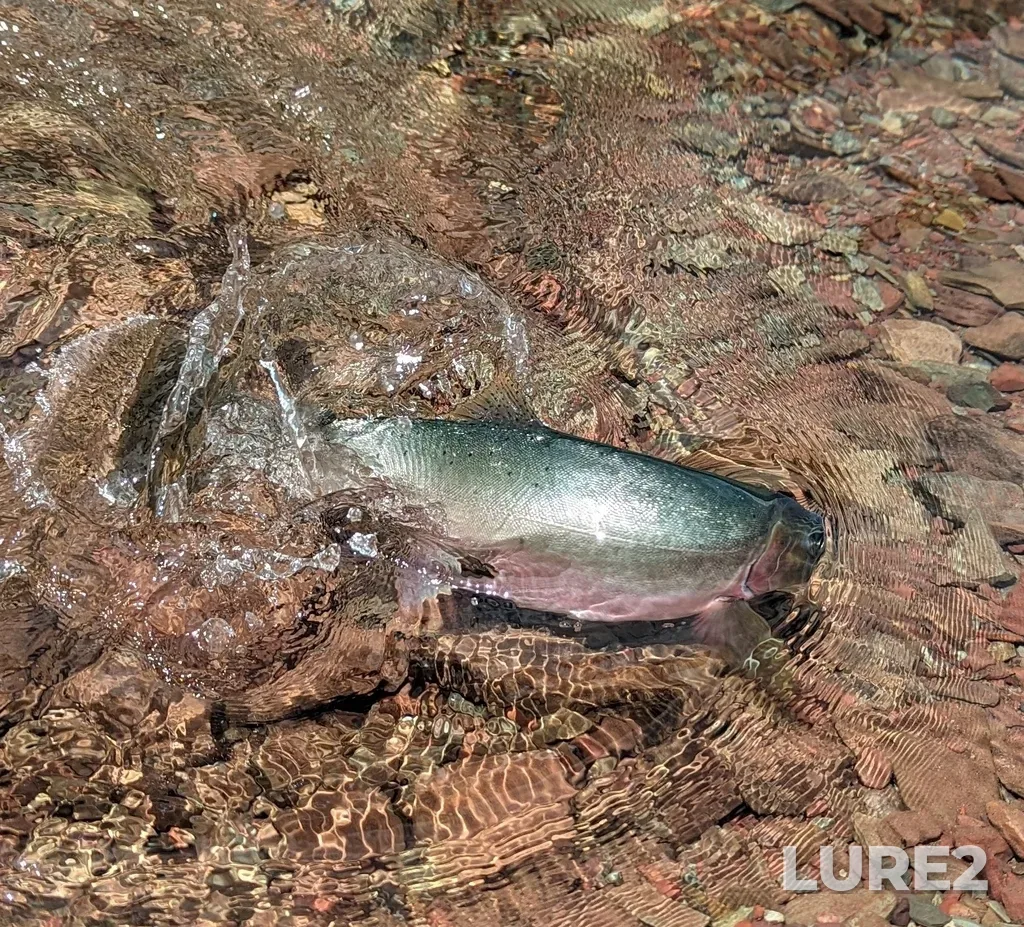 Cutthroat trout — Crypt Lake, Jul 17, 2023, 12:19 PM