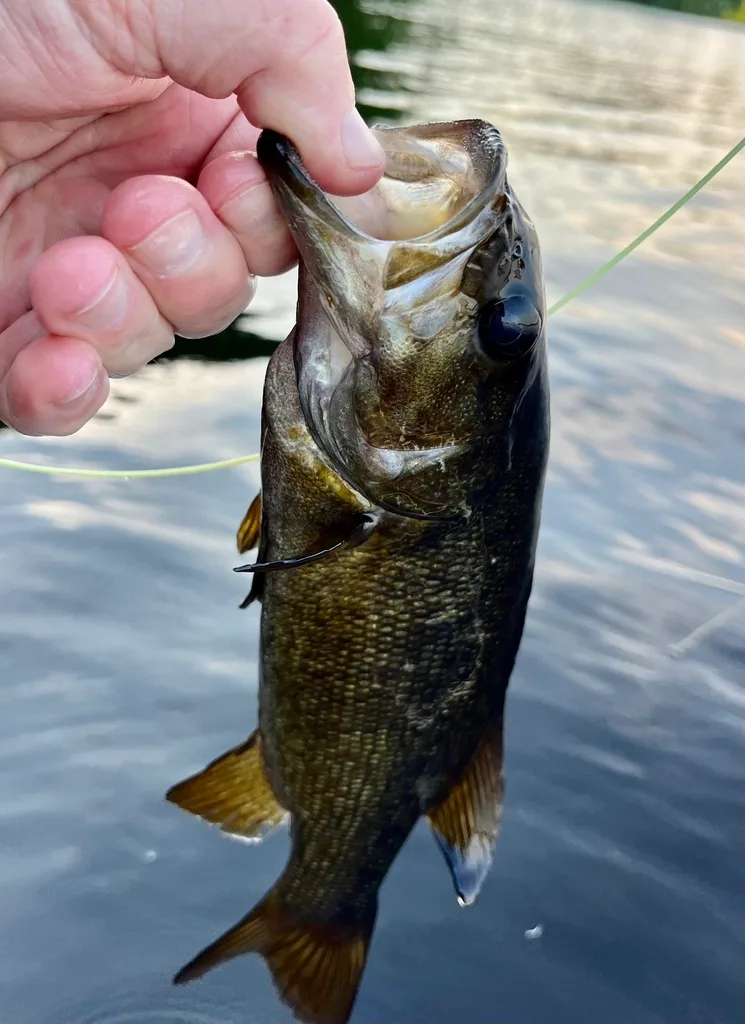 Smallmouth bass — Fancy Lake, Jul 13, 2023