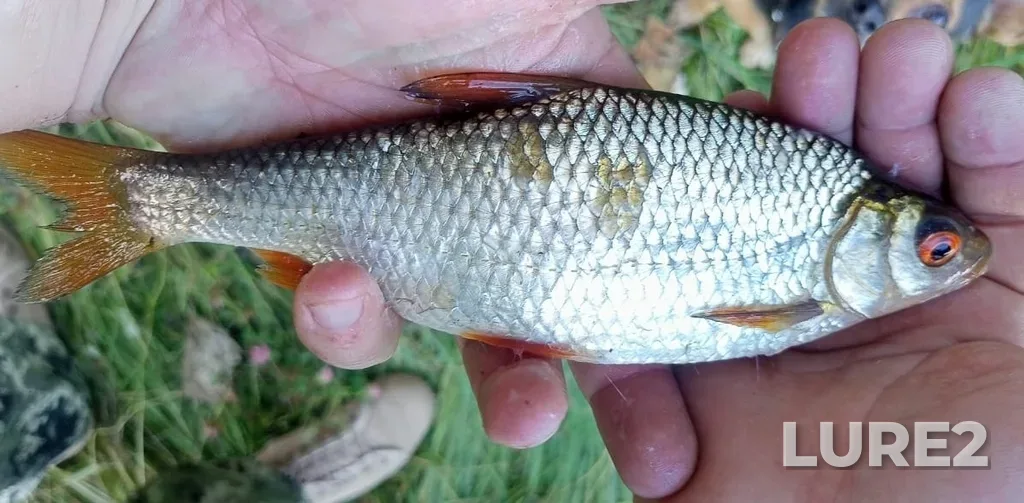Roach — Kusinskiy, Jul 20, 2023, 10:25 PM