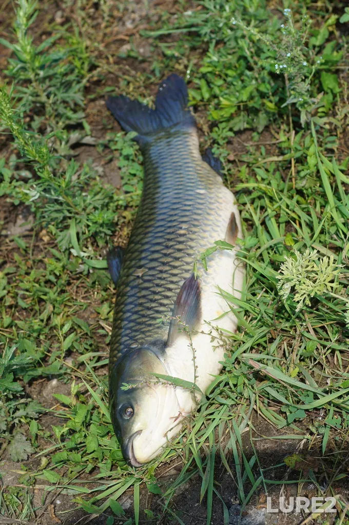 Grass carp — Kimovskiy r-n, Tulskaya obl., Rossiya, Jul 23, 2023, 9:54 AM