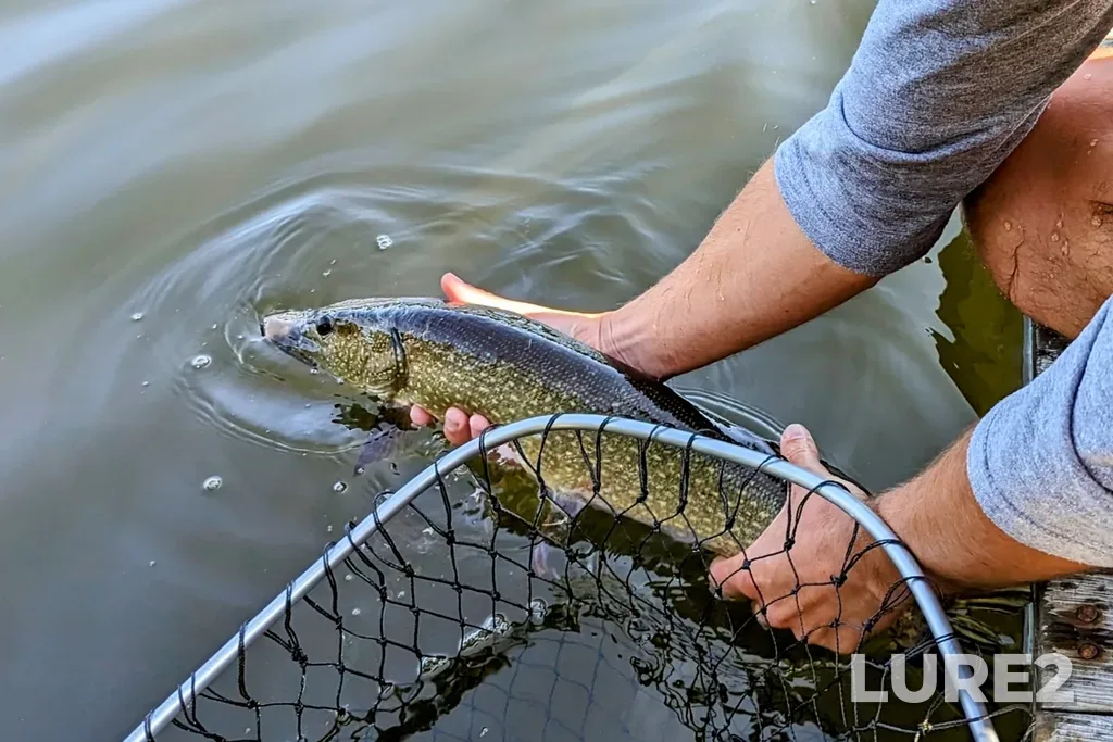 Pike — Lac Nantel, Jul 23, 2023, 9:56 AM