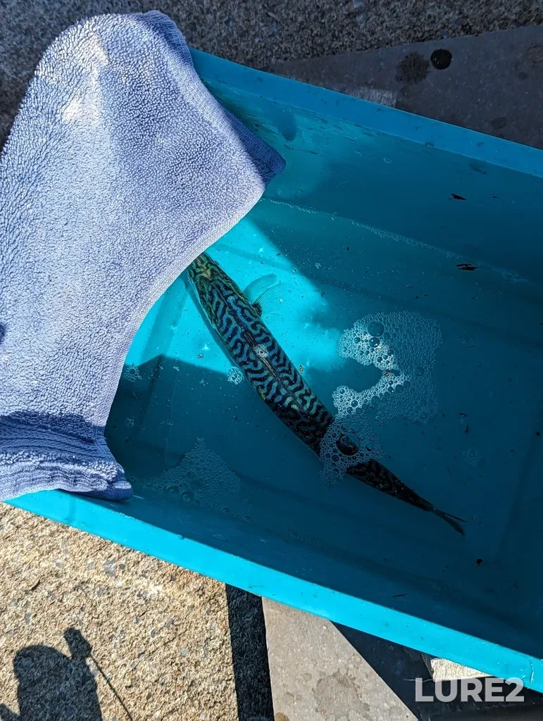 Atlantic mackerel — Flagg Cove, Jul 23, 2023, 4:44 PM