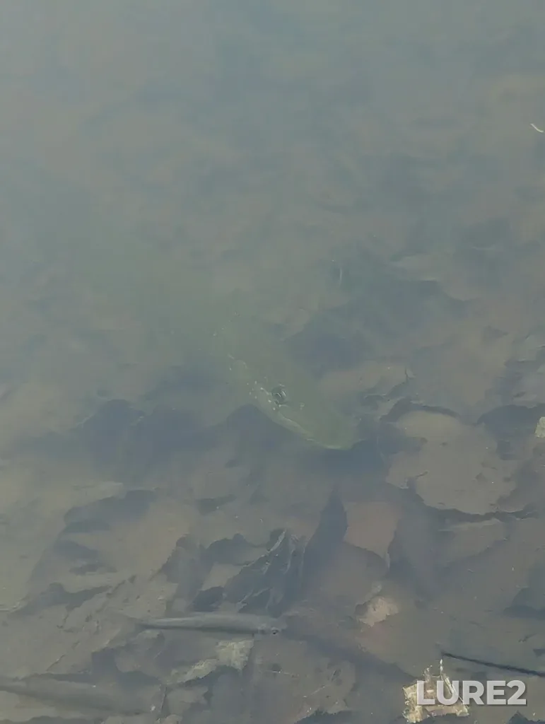 Pike — Lac Nantel, Jul 24, 2023, 4:39 PM