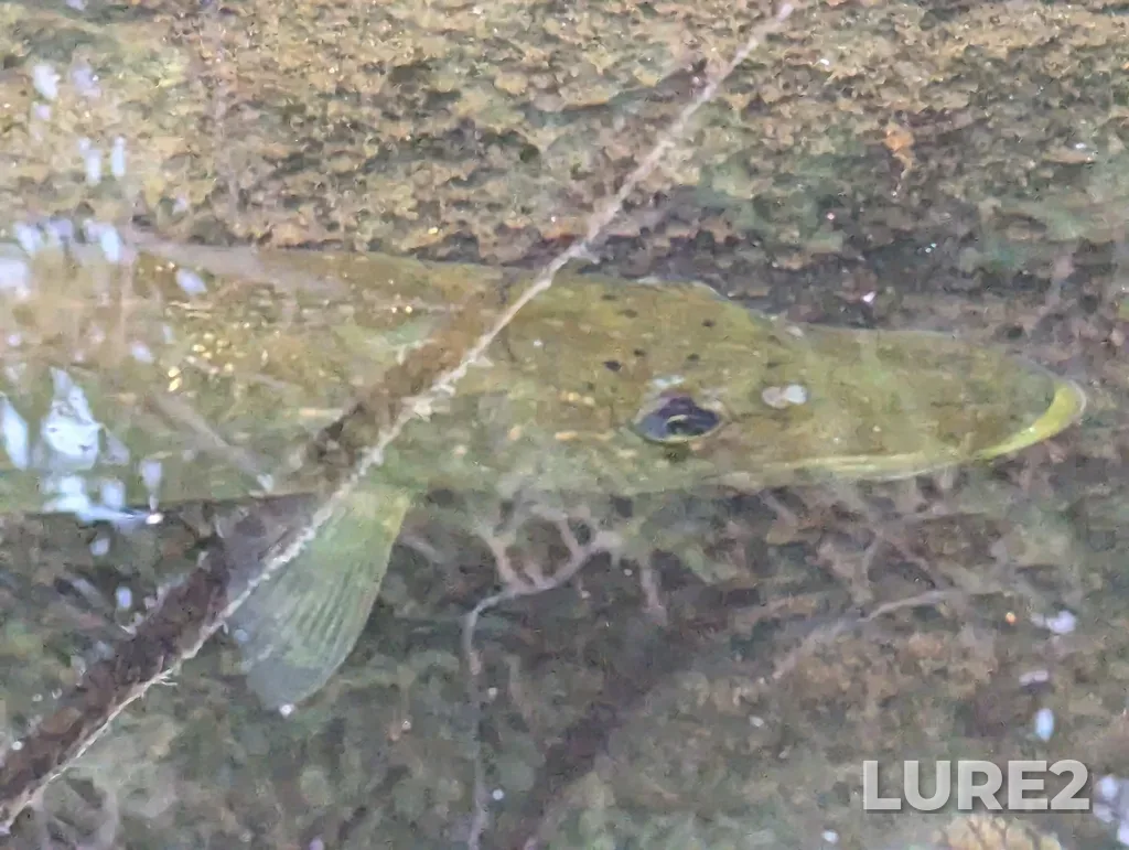 Pike — Lac Nantel, Jul 24, 2023, 3:39 PM