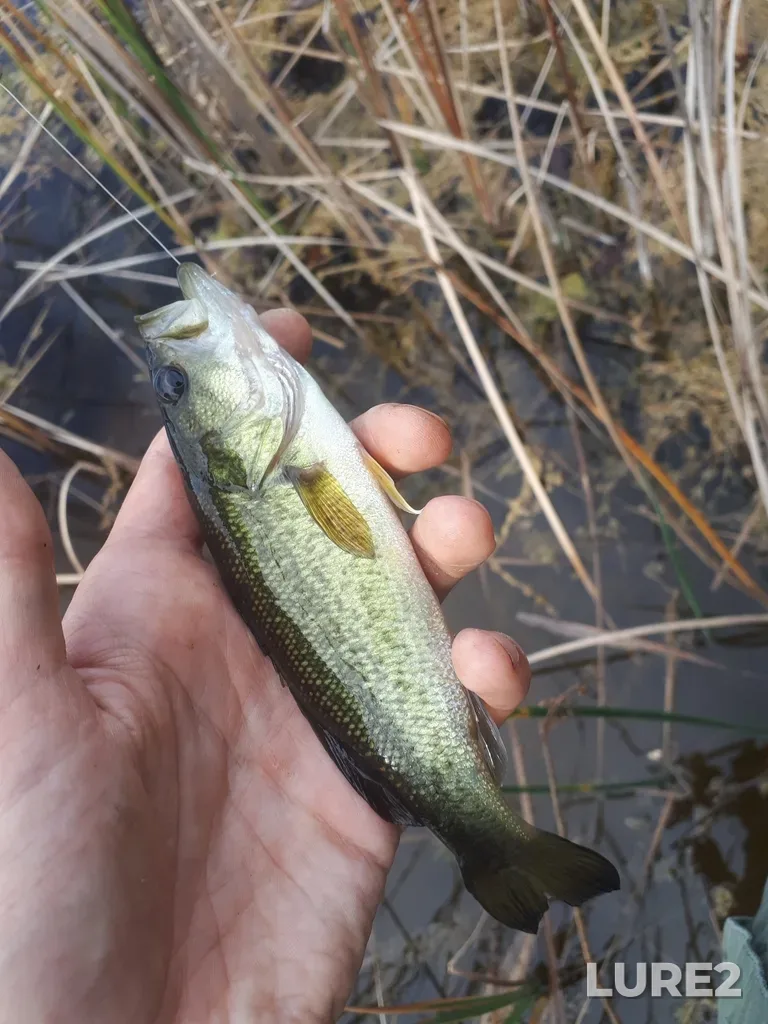 Largemouth bass — Bronte Creek, Oct 11, 2018, 3:16 PM
