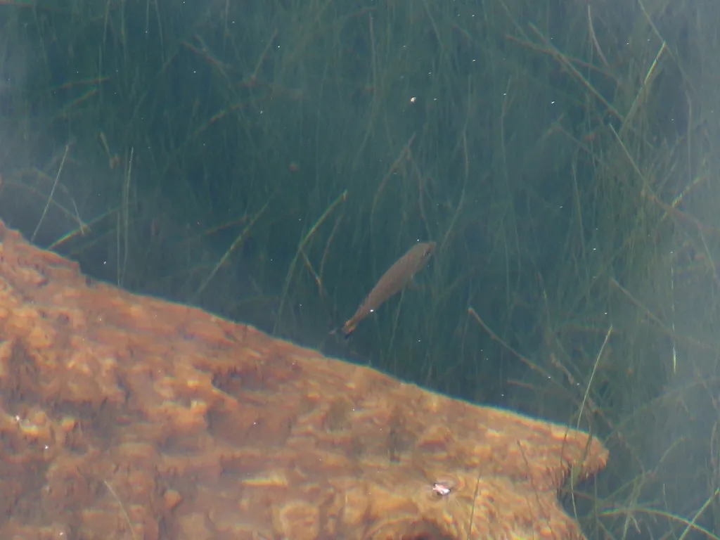 Smallmouth bass — Wrigglesworth Lake, Jul 26, 2023