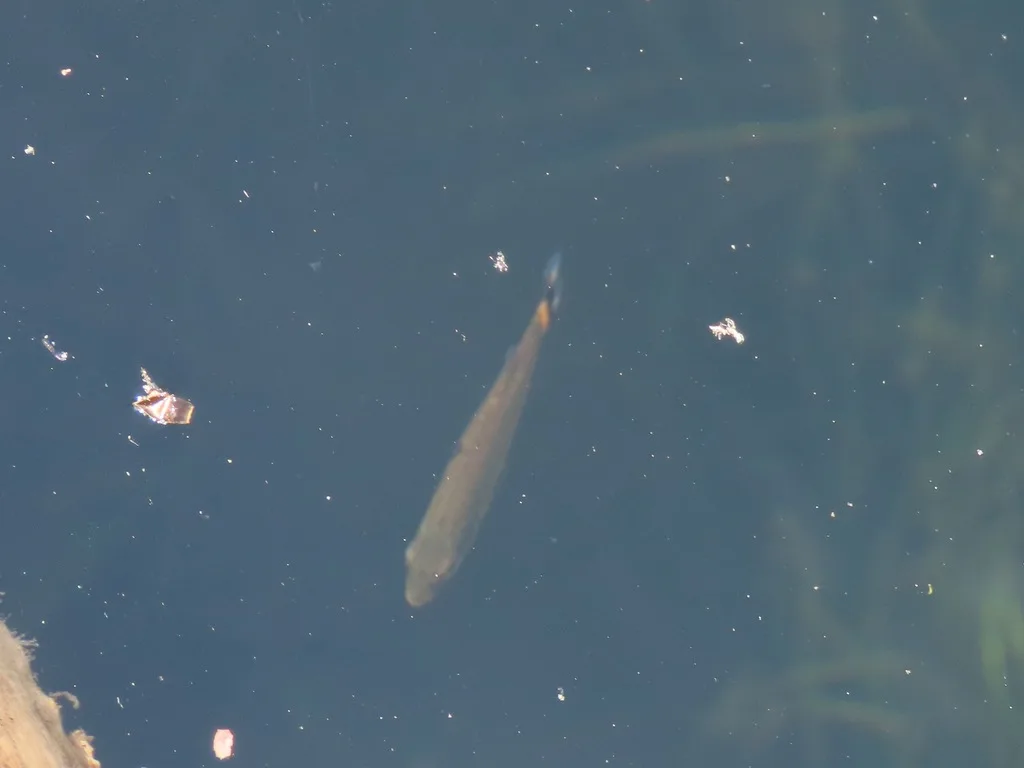 Smallmouth bass — Wrigglesworth Lake, Jul 26, 2023