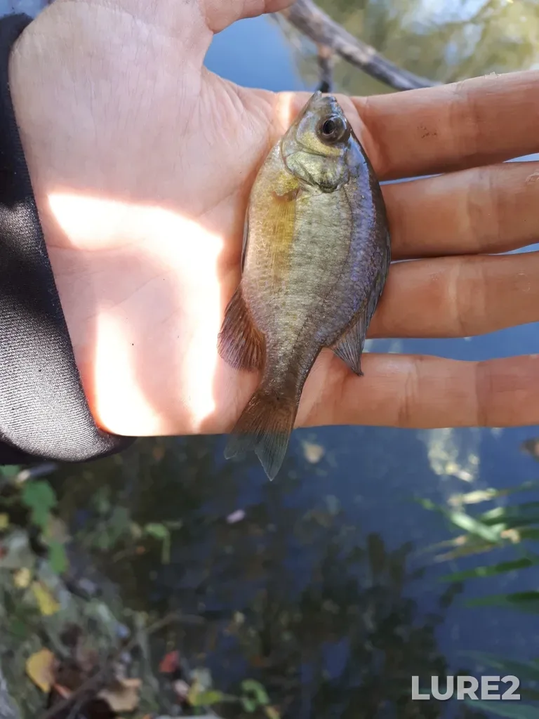 Bluegill — Thames River, Oct 14, 2018