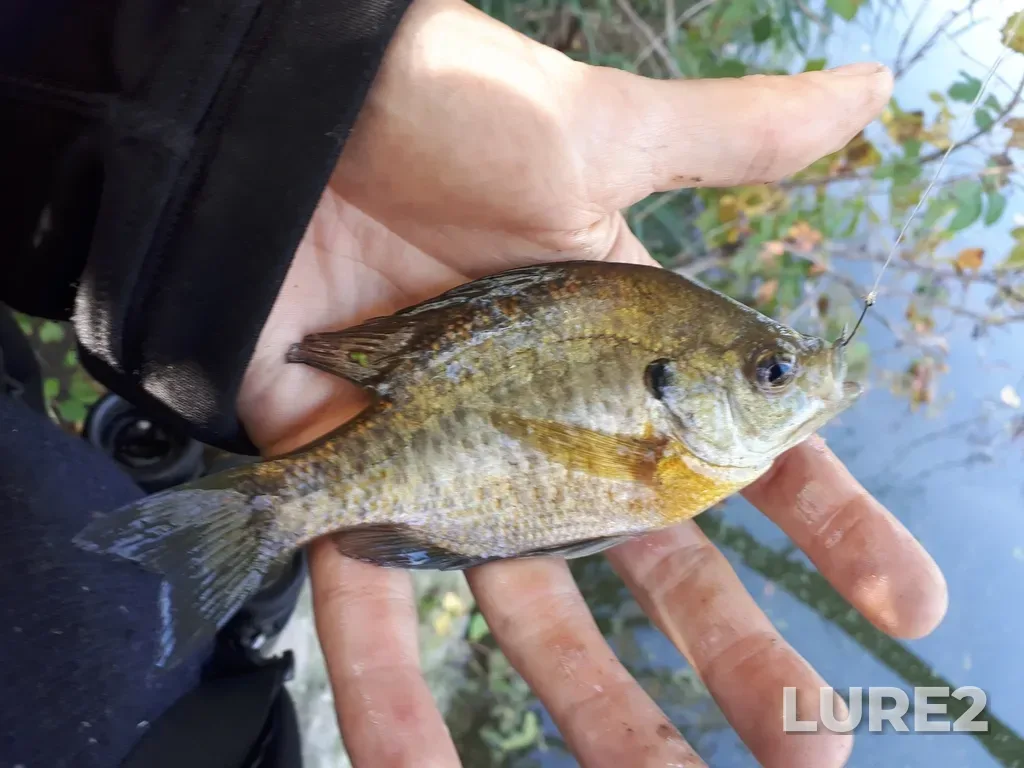 Bluegill — Thames River, Oct 14, 2018