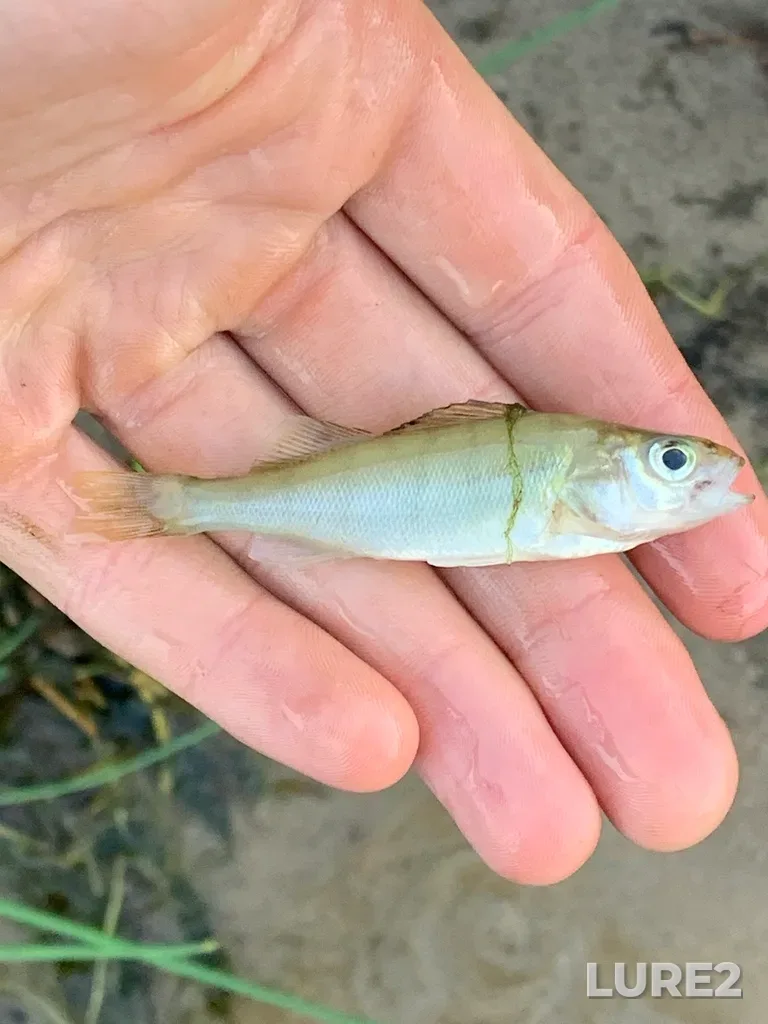 Yellow perch — Lac La Biche, Jul 28, 2023, 6:28 AM