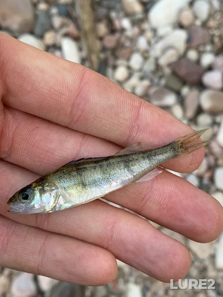 Yellow perch — Lac La Biche, Jul 28, 2023, 6:38 AM