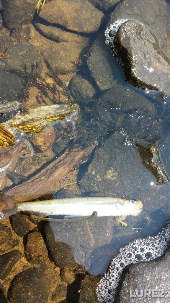 Rainbow smelt — Waterford Lake, Jul 14, 2015, 2:03 PM