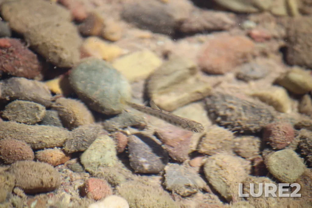 Rainbow trout — Castle River, Jul 26, 2023, 7:36 AM