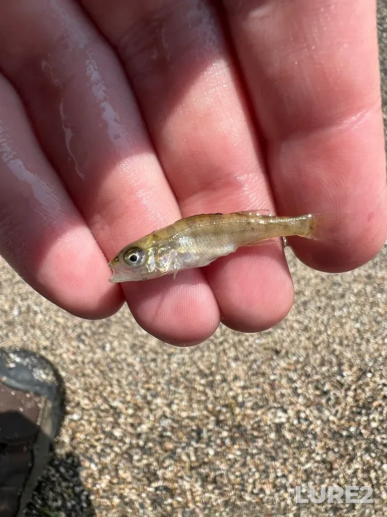 Yellow perch — Nagagamisis Lake, Jul 30, 2023, 12:52 PM