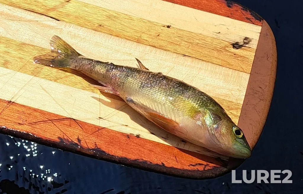 Yellow perch — Kejimikujik Lake, Jul 25, 2023, 11:57 AM