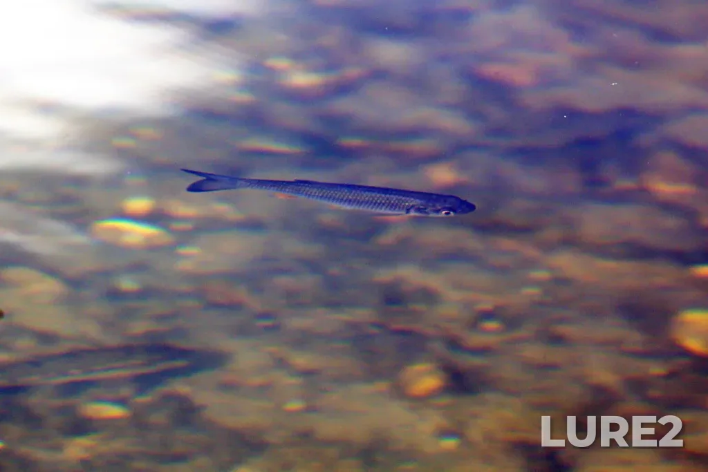 Chub — Pyana, Aug 01, 2023, 4:38 PM