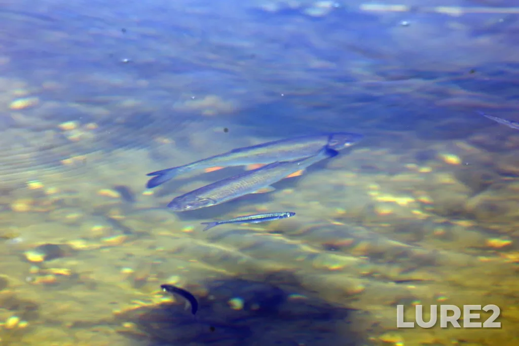 Chub — Pyana, Aug 01, 2023, 4:39 PM