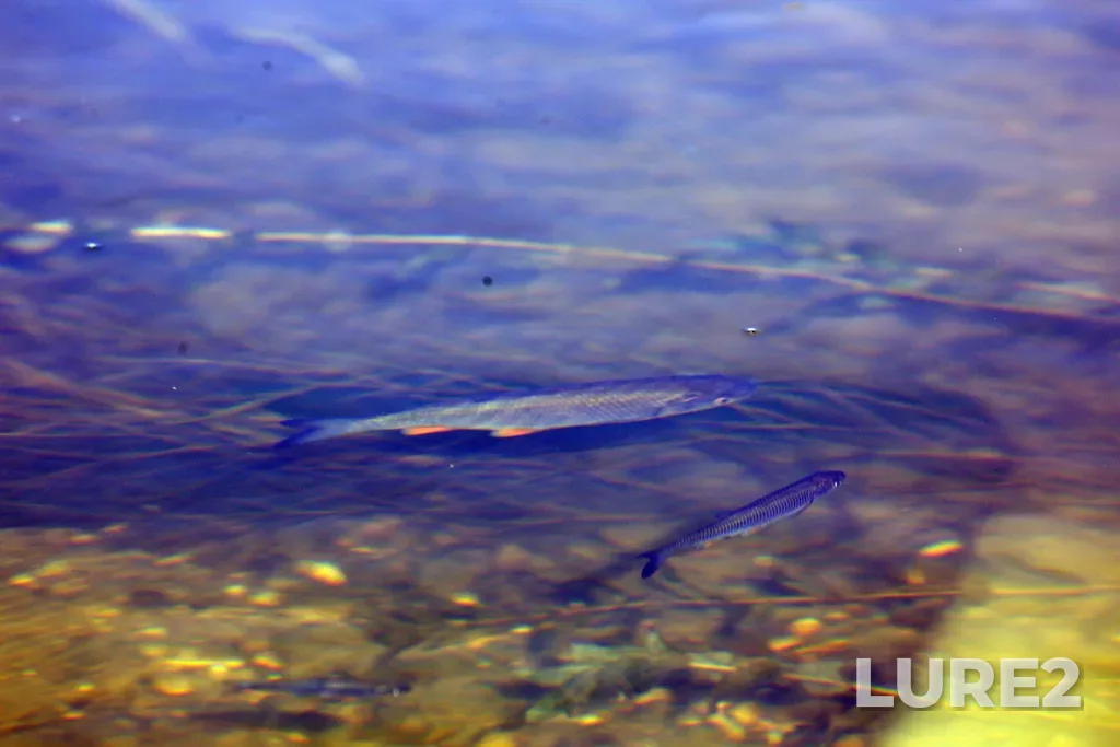 Chub — Pyana, Aug 01, 2023, 4:39 PM